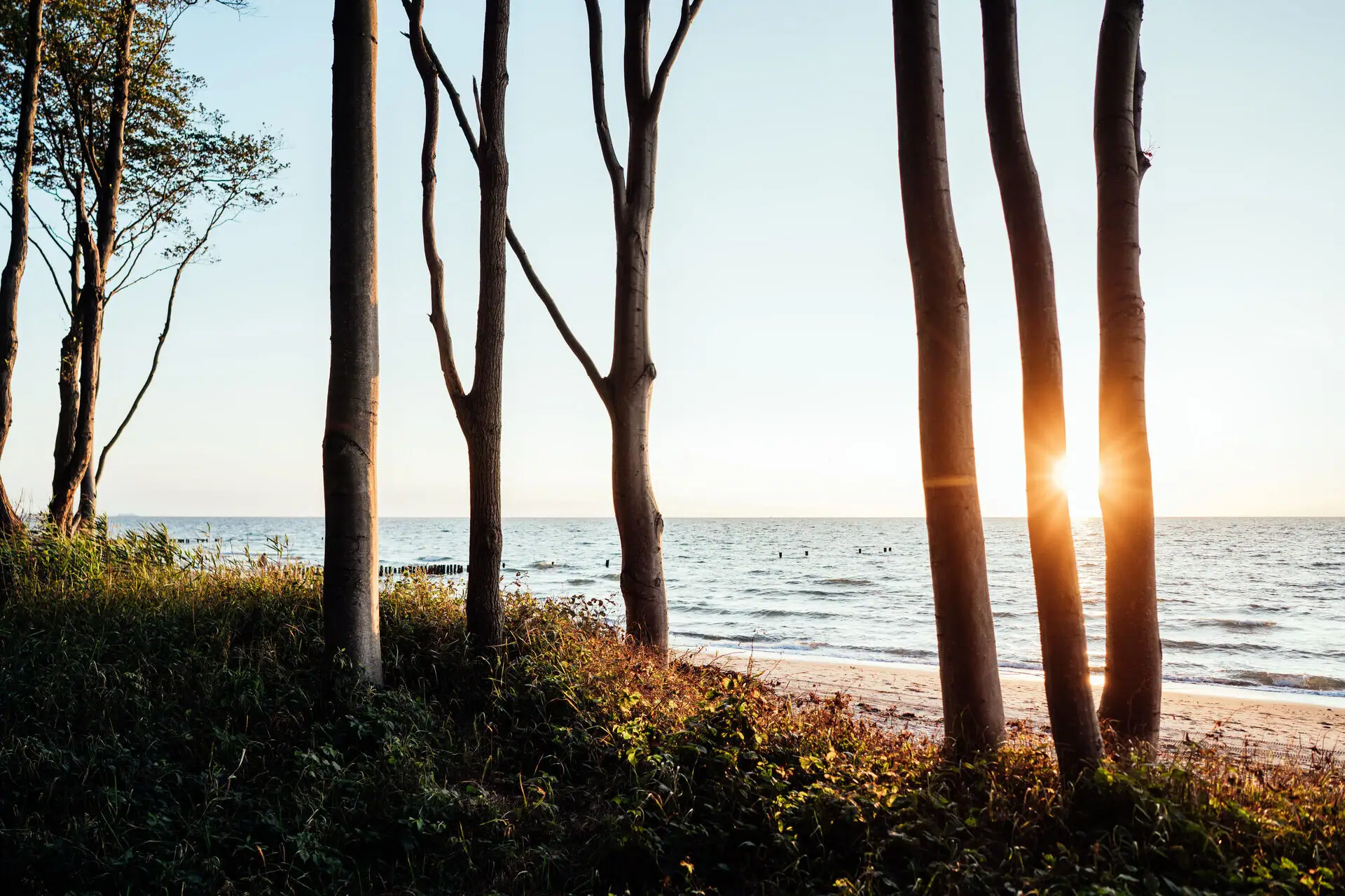Een groep bomen op het strand in het zonlicht.