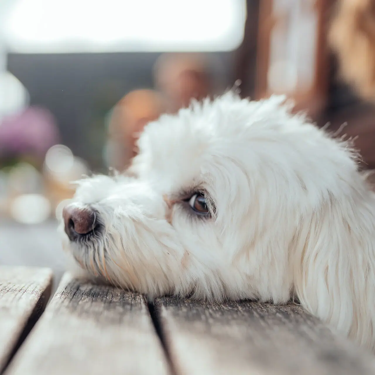 Een hond ligt met zijn kop op een tafel.