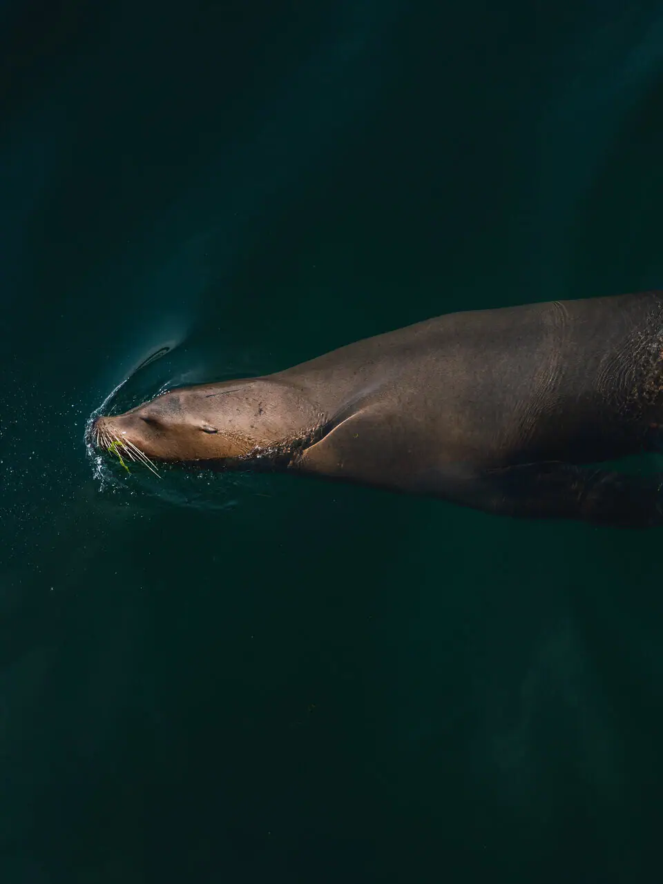 Een zeehond zwemt in het water.