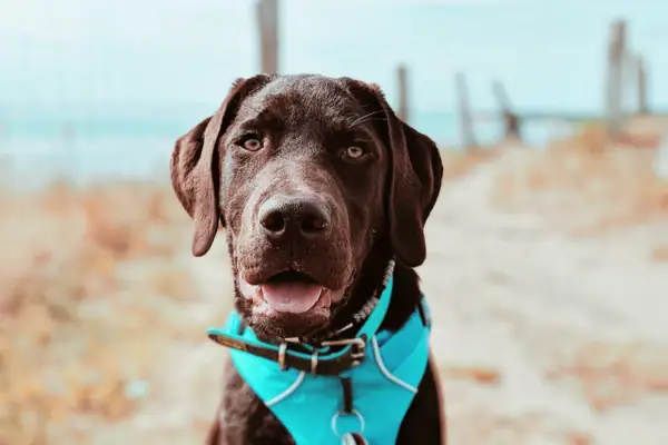 Een bruine hond met een blauwe bandana op het strand.