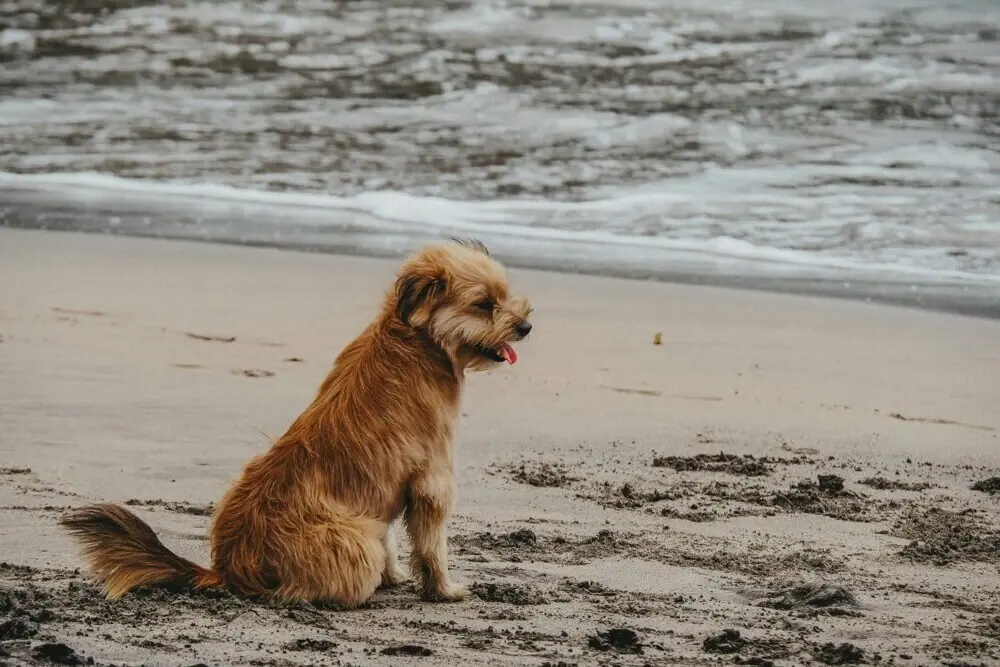 Een hond zit op het strand.