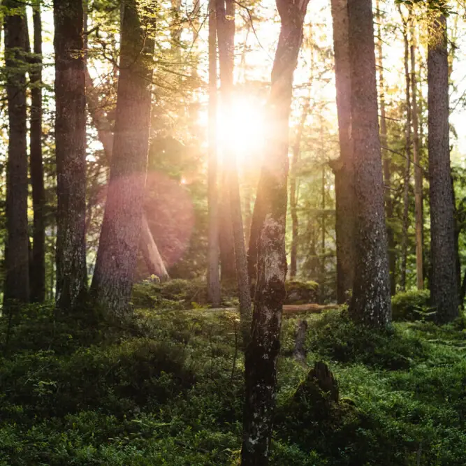 Zon schijnt door bomen in een bos.