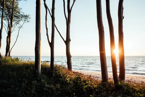 Een groep bomen op het strand.
