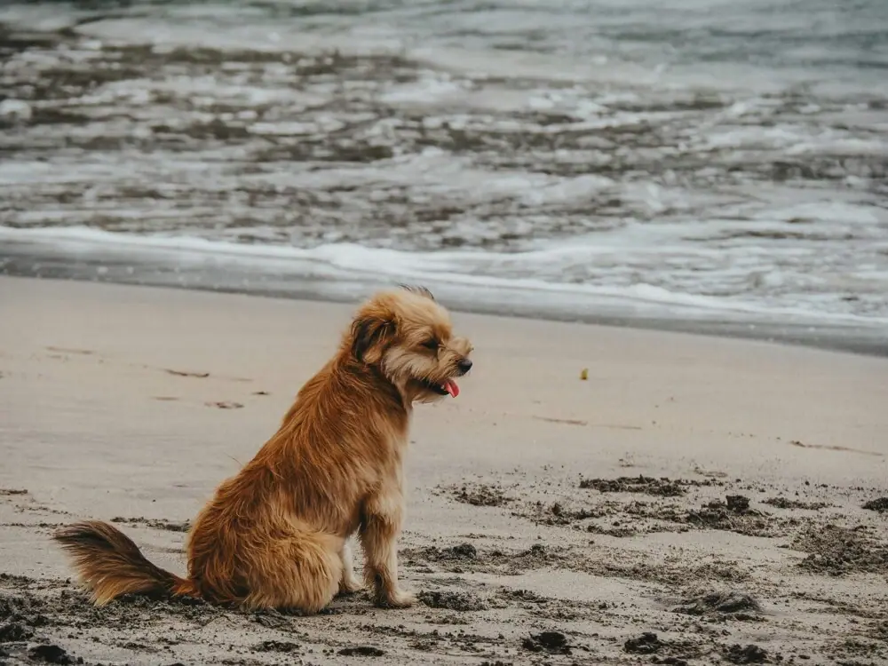 Een hond zit op het strand.
