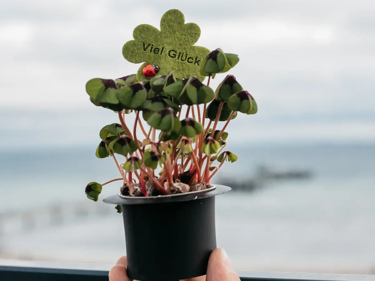 Eén persoon houdt een bloempot vast met een lieveheersbeestje erop.