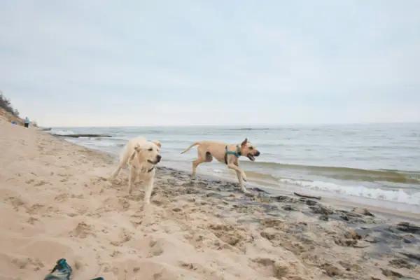 Twee honden rennen op het strand.