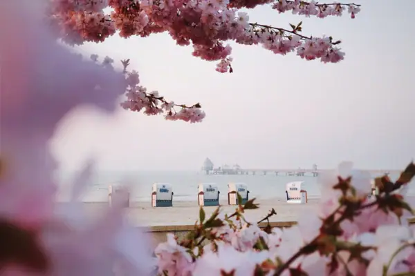 Sakurabloesems op een buitenboom.