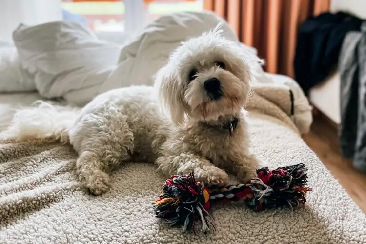 Hondenkamer Een hond ligt op een bed met een speeltje.