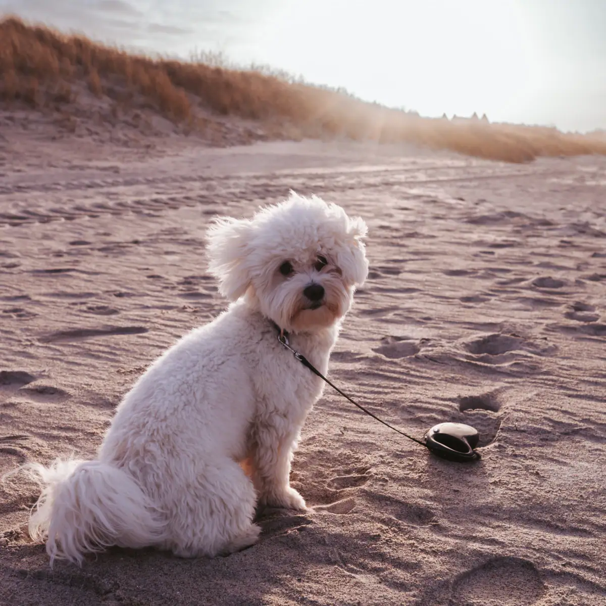 Hond op het strand Een aangelijnde hond op het strand.
