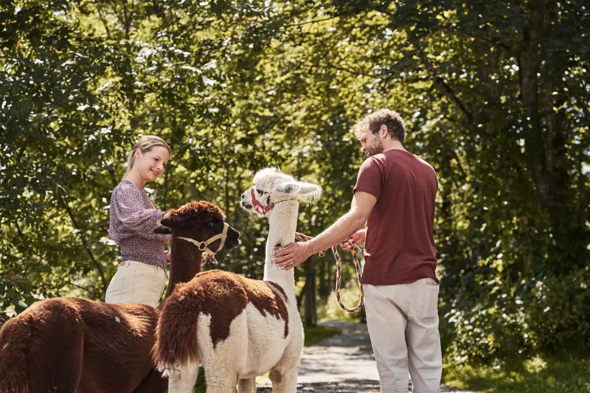 Alpaca wandeling Een man en een vrouw aaien alpaca's buiten.