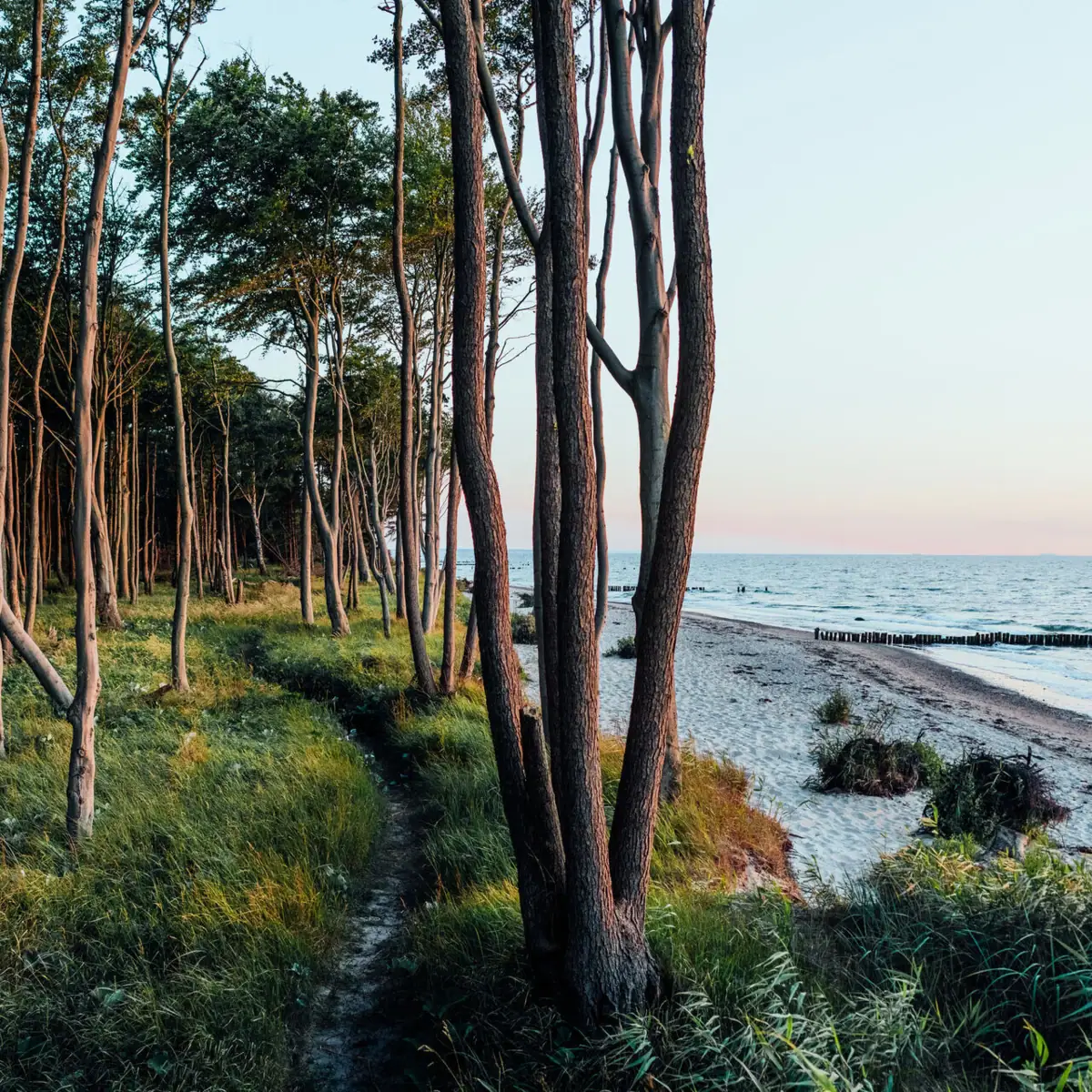 Een idyllisch kustbos met slanke bomen die zich uitstrekken tot aan het strand en uitzicht op de Baltische Zee bij zonsondergang.