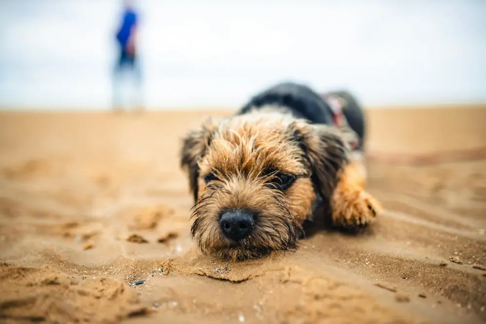 Hond op het strand Een hond ligt op het strand.