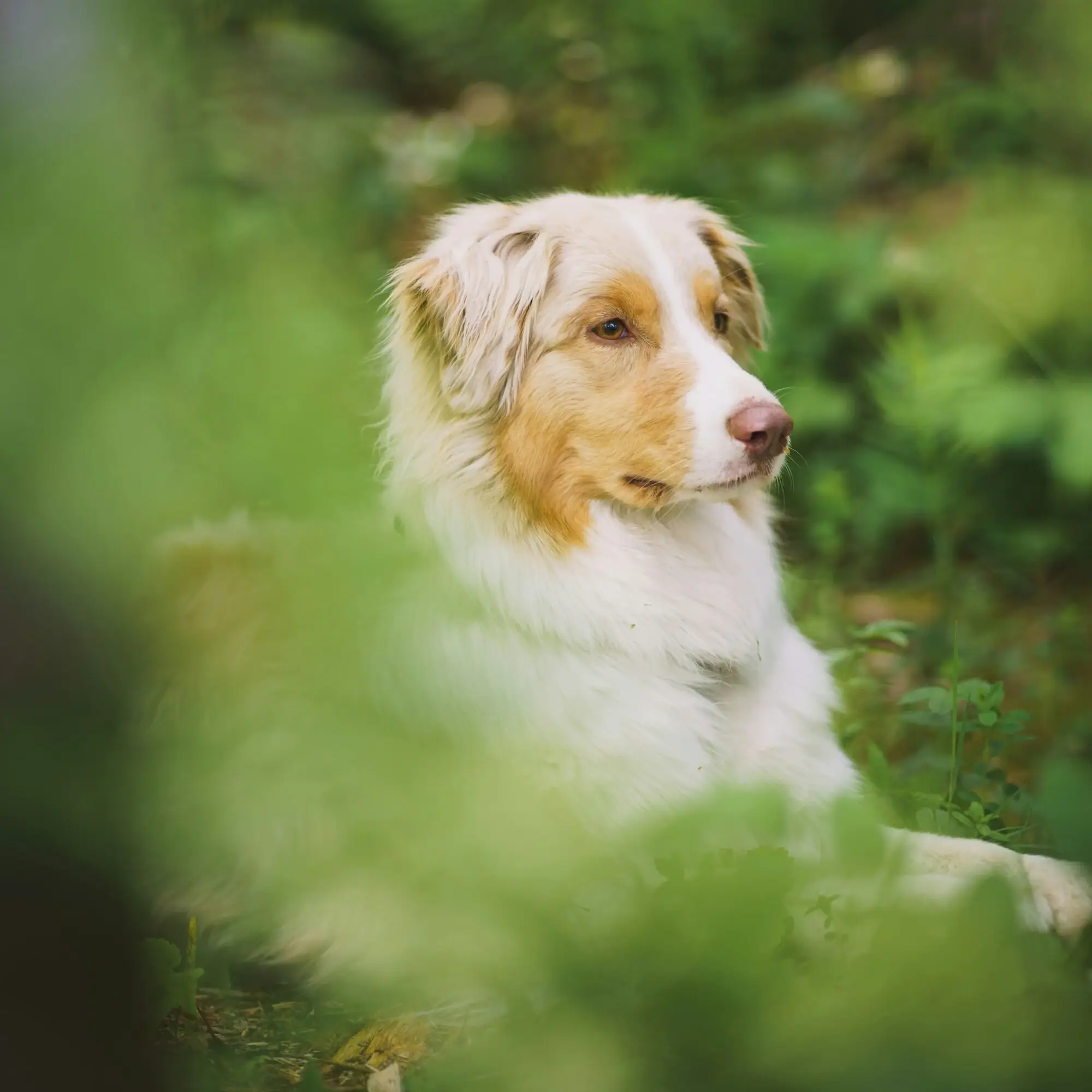 Hond Een hond zit in het gras.