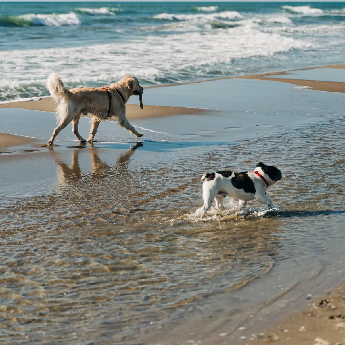 Strand met honden Twee honden spelen op het strand.