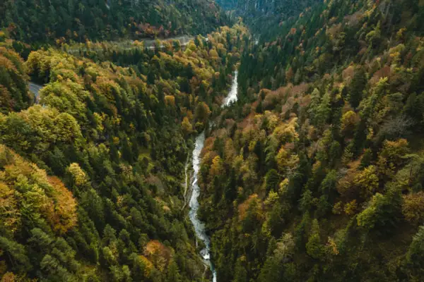 Een rivier die door een bos stroomt.