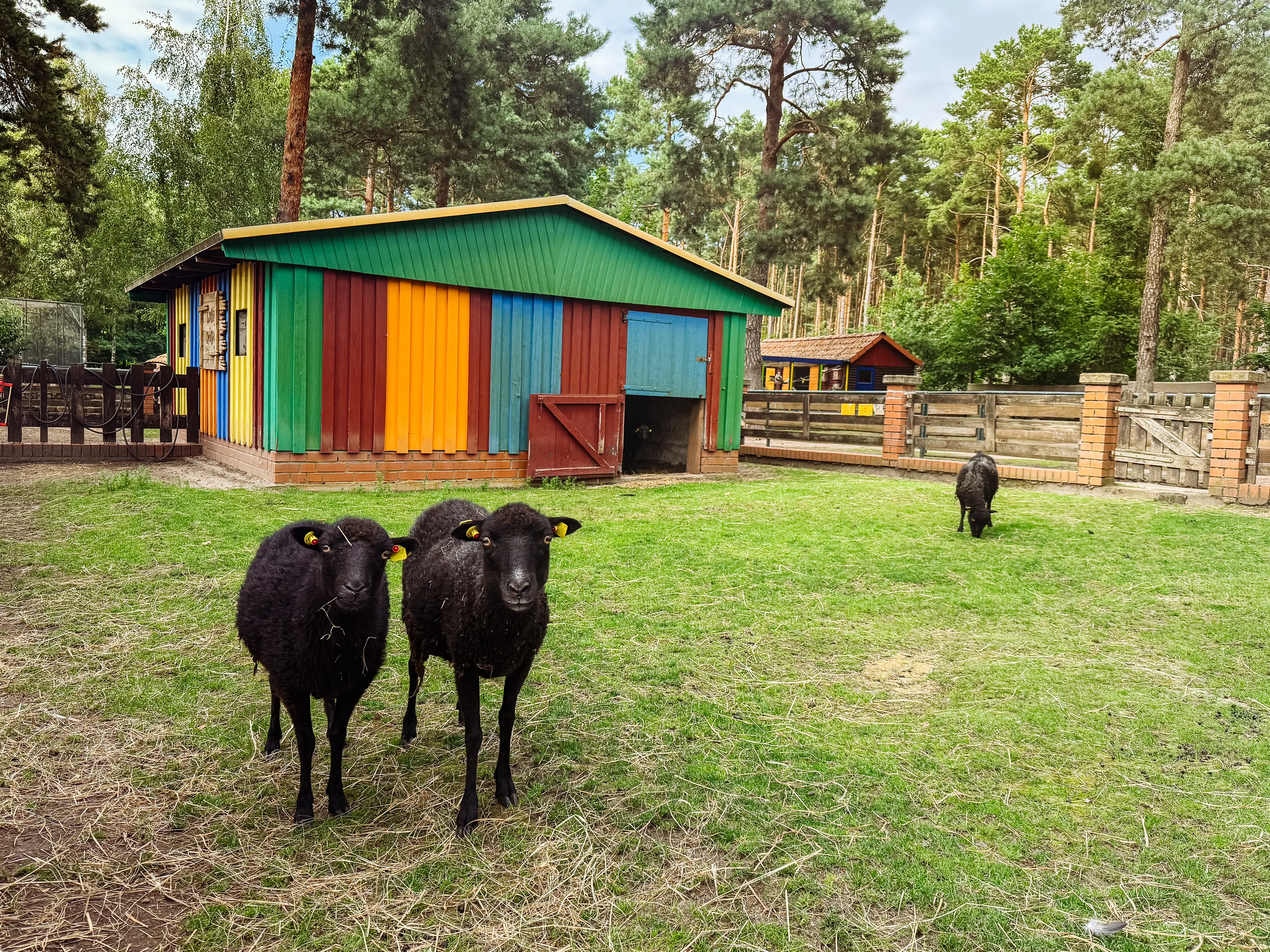 Twee schapen op de kinderboerderij op het platteland