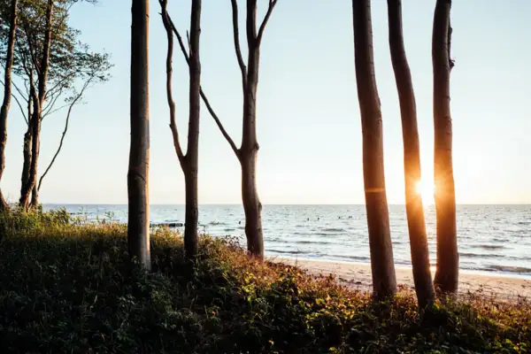 Een groep bomen op het strand in het zonlicht.