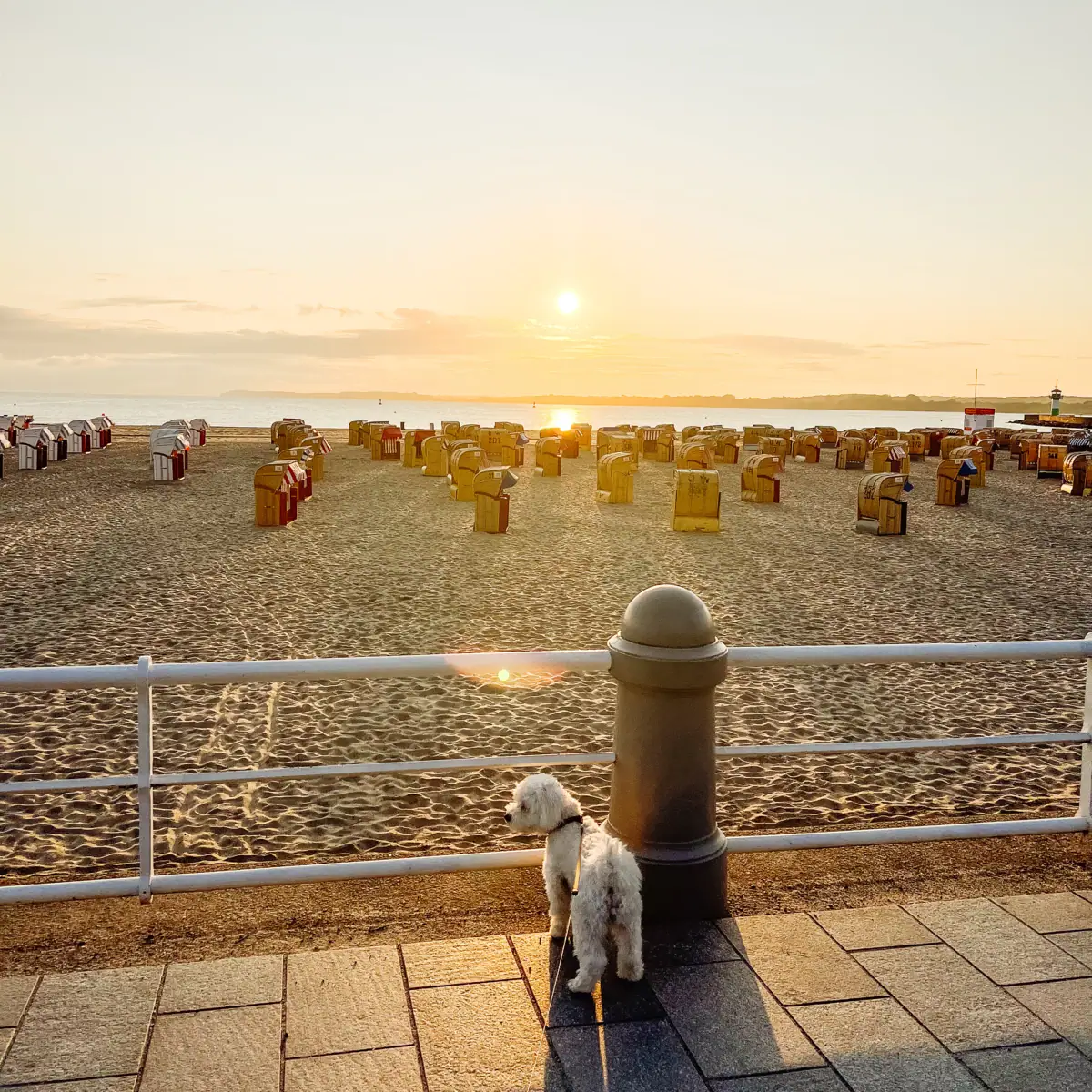 Een hond staat op de promenade naast een hek met uitzicht op een strand en een waterlichaam.