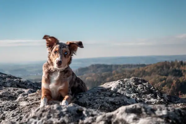 Hond op een berg Hond ligt op een rots in de buitenlucht.