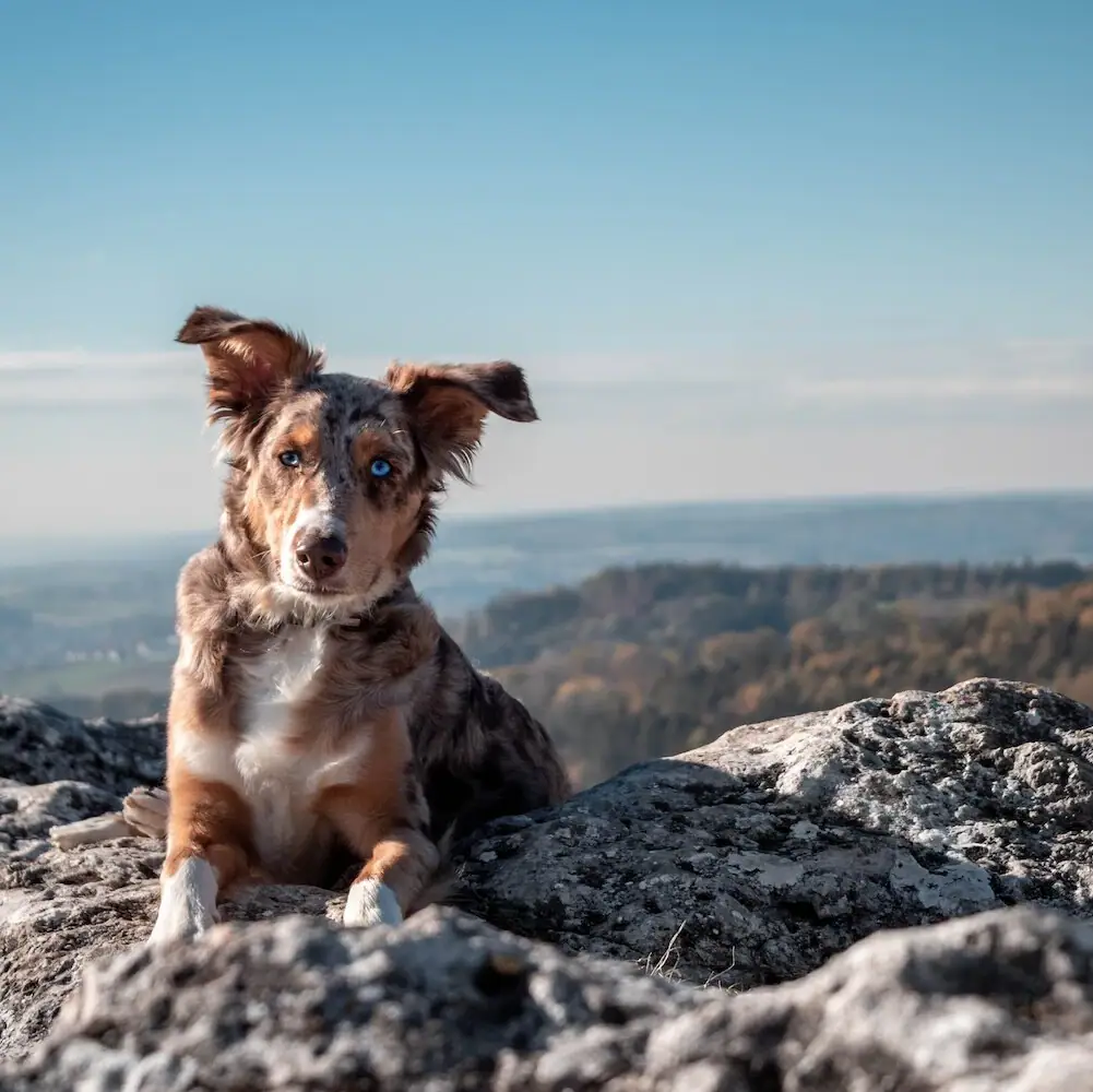 Hond op een berg Een hond zit op een rots in de buitenlucht.
