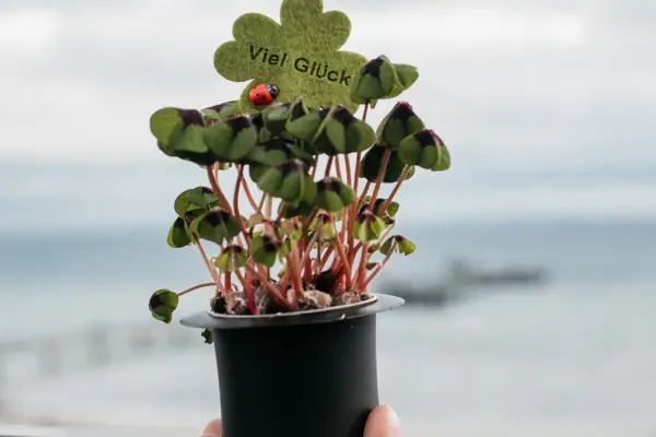 Iemand houdt een bloempot vast met daarop een lieveheersbeestje.