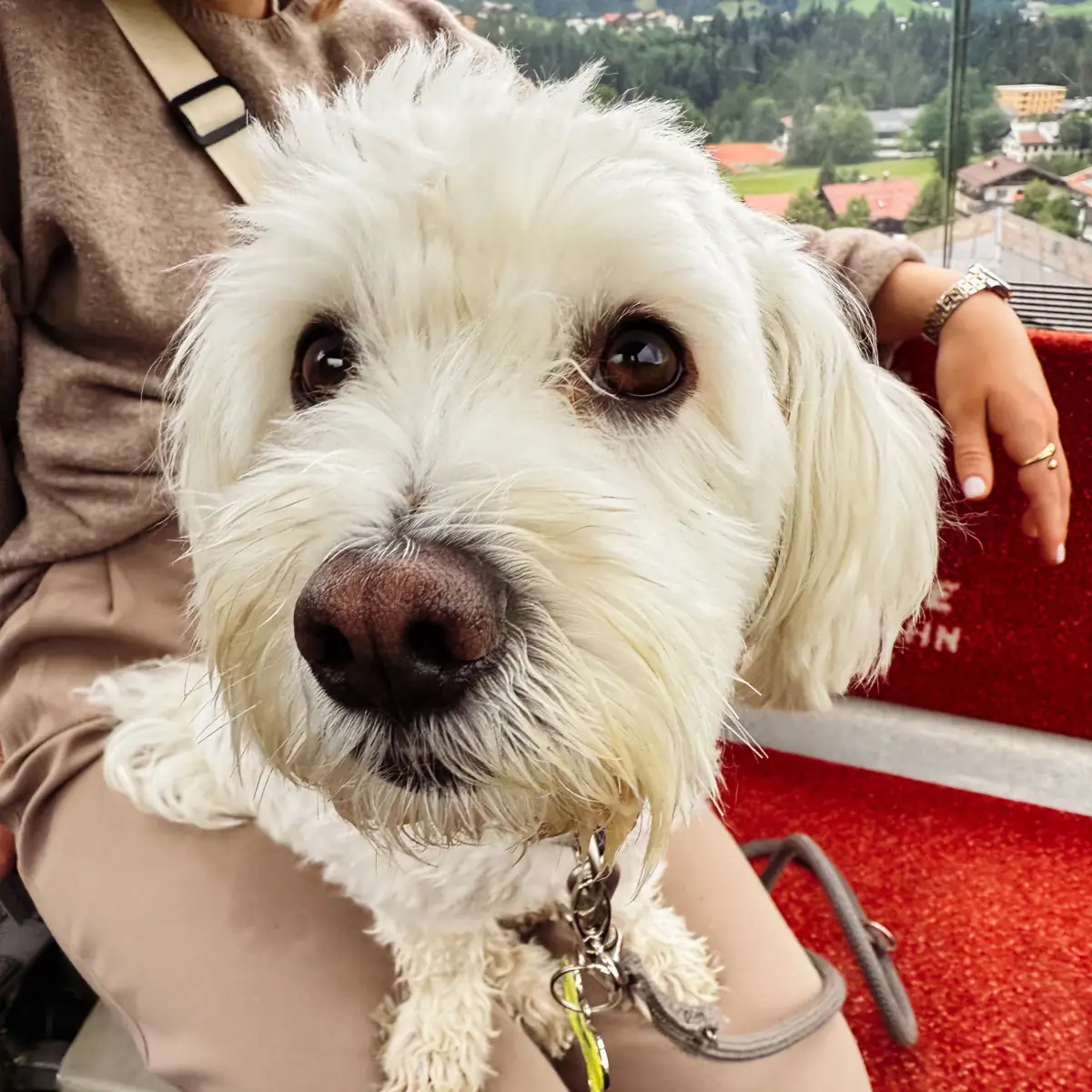 Hond kijkt in de camera Een klein wit hondje zit bij iemand op schoot.
