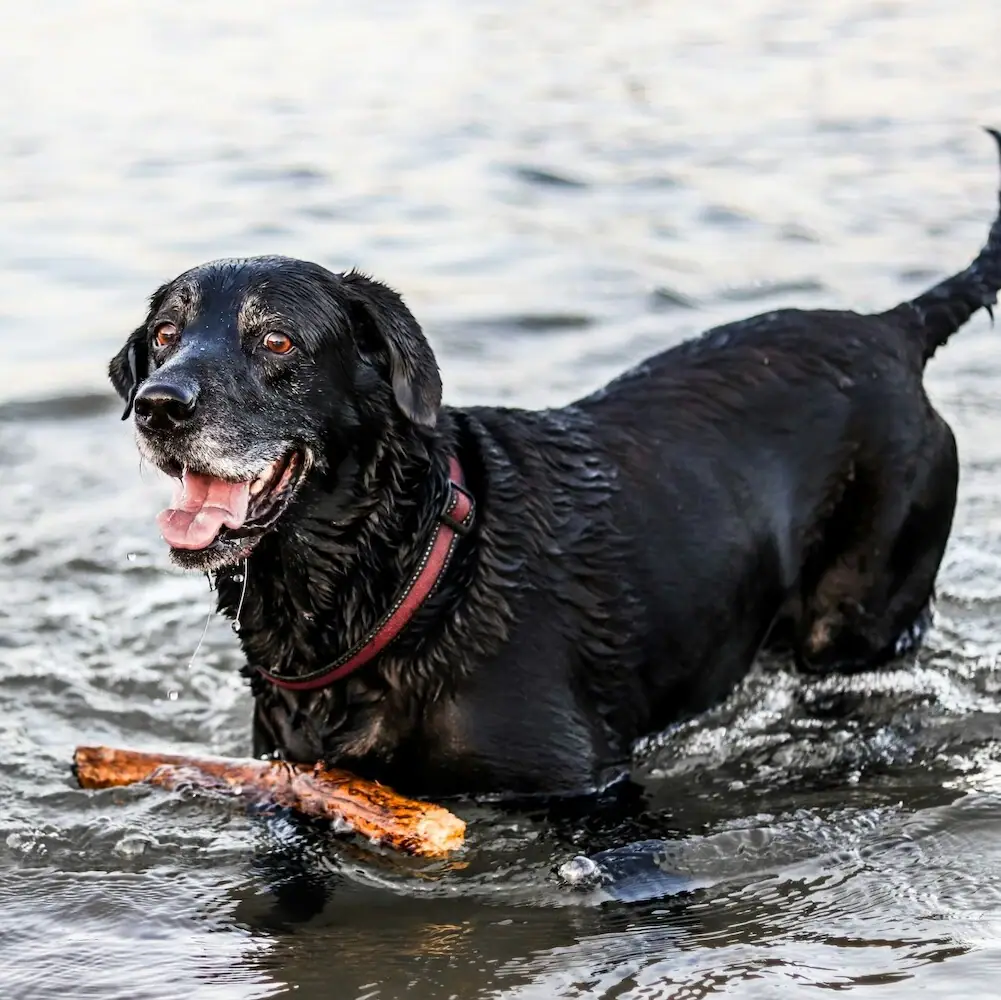 Een hond speelt met een stok in het water.