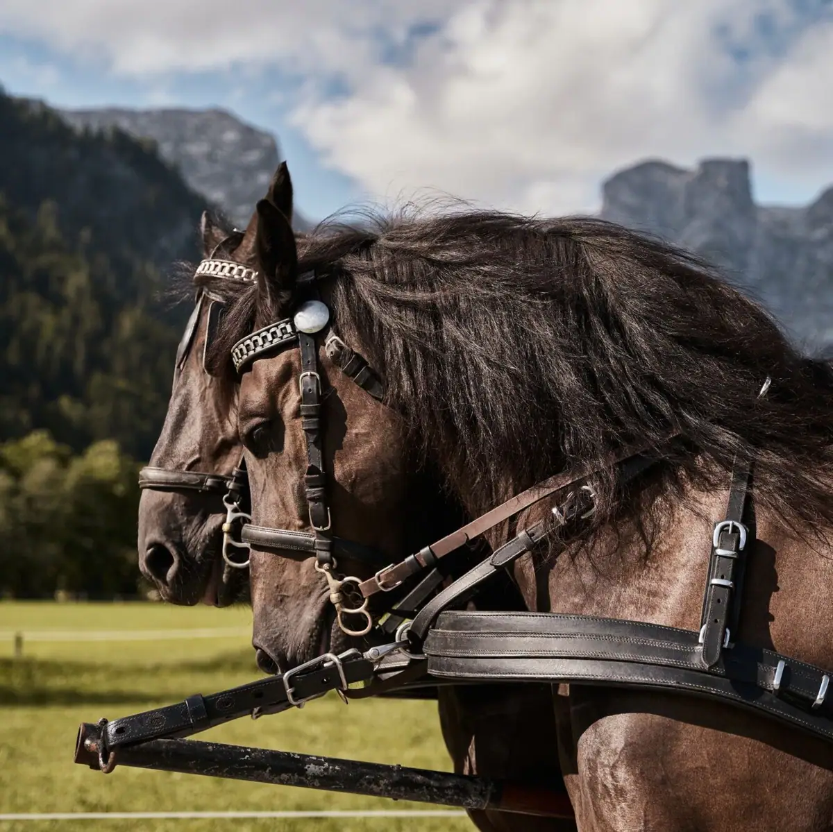 Twee paarden in tuig.