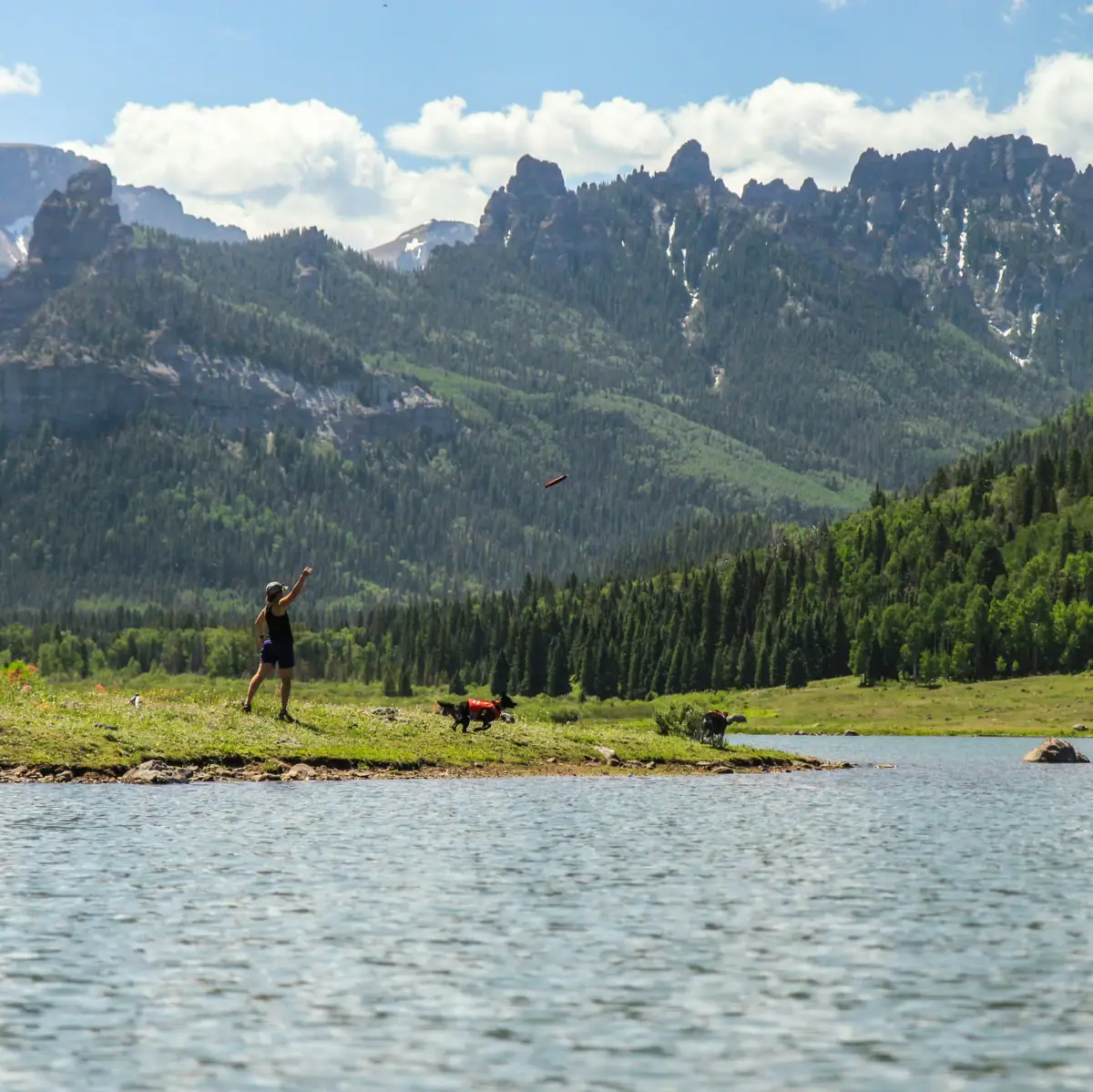 Hond speelt met zijn bazin Een hond ligt in een veld.