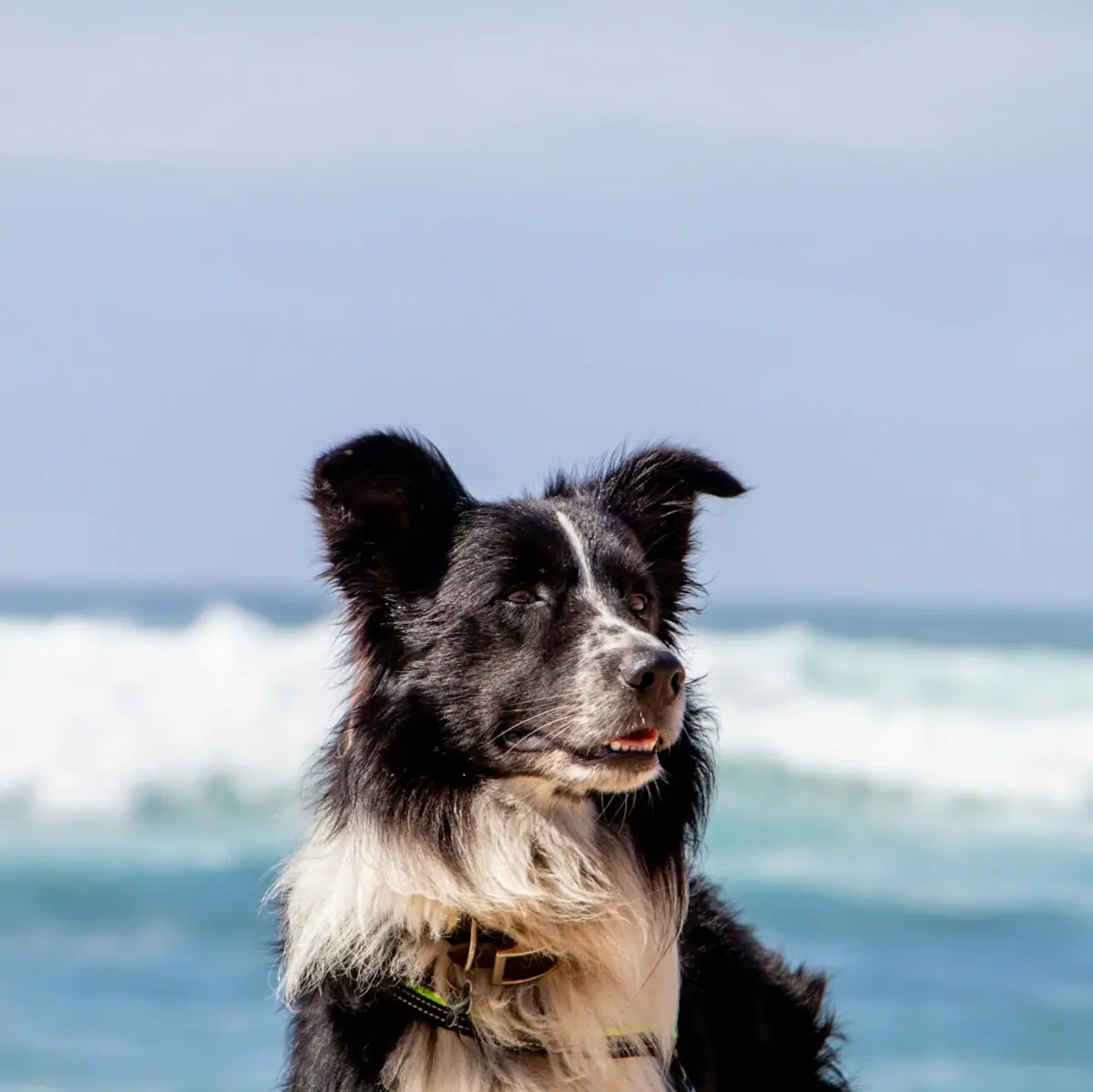 Er zit een hond op het strand aan de Oostzee.