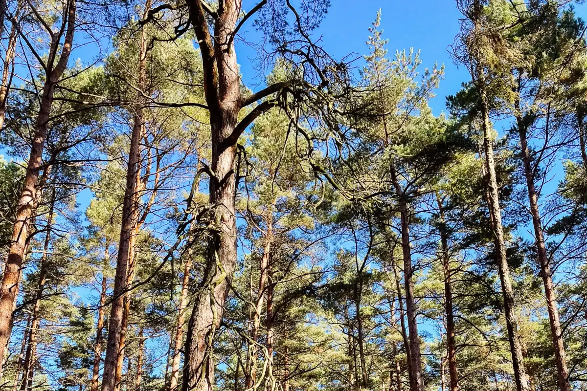 Een groep bomen in een bos.
