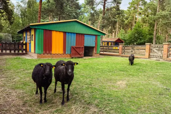 Twee schapen op de kinderboerderij op het platteland