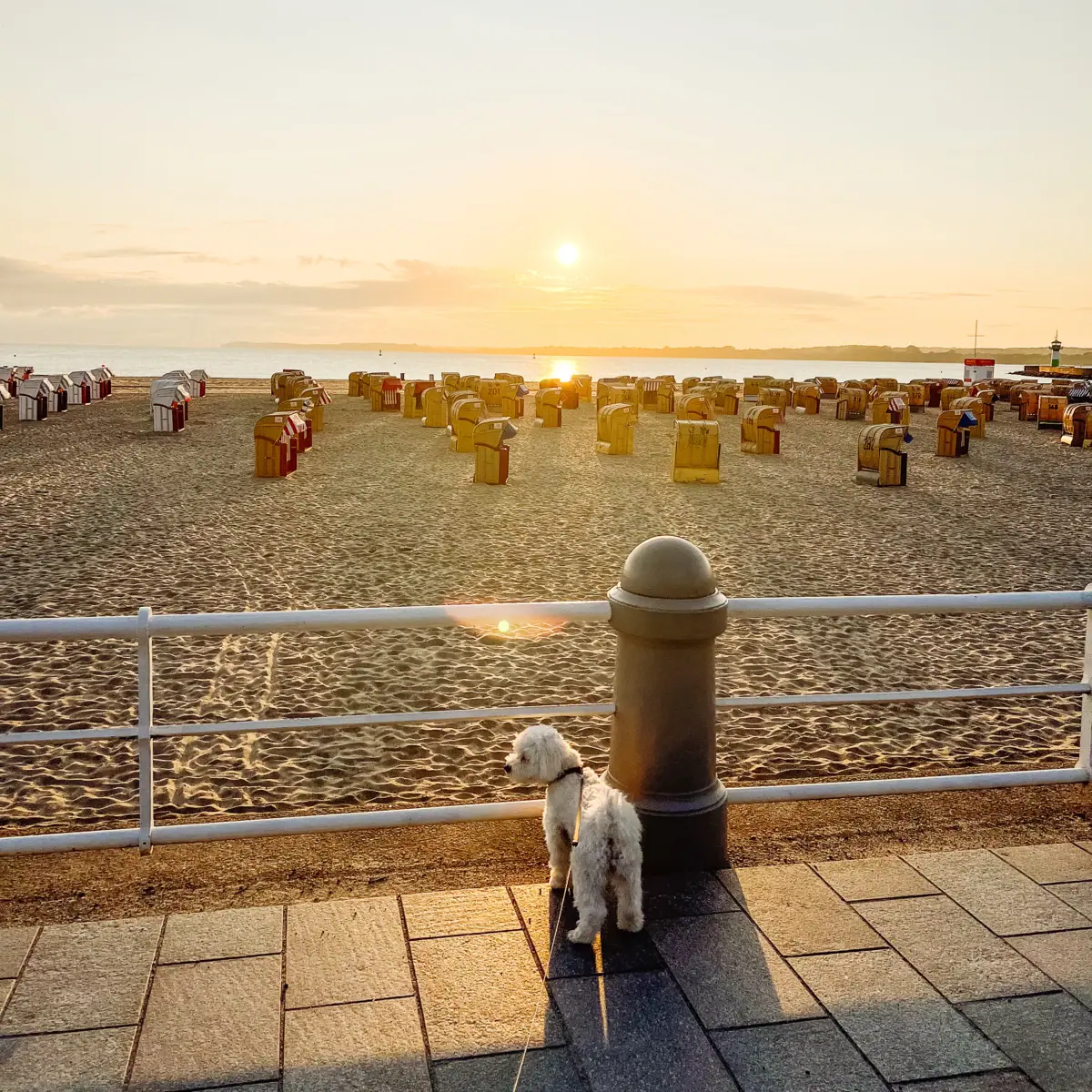 Vakantie met de hond aan de Oostzee Vakantie met de hond aan de Oostzee